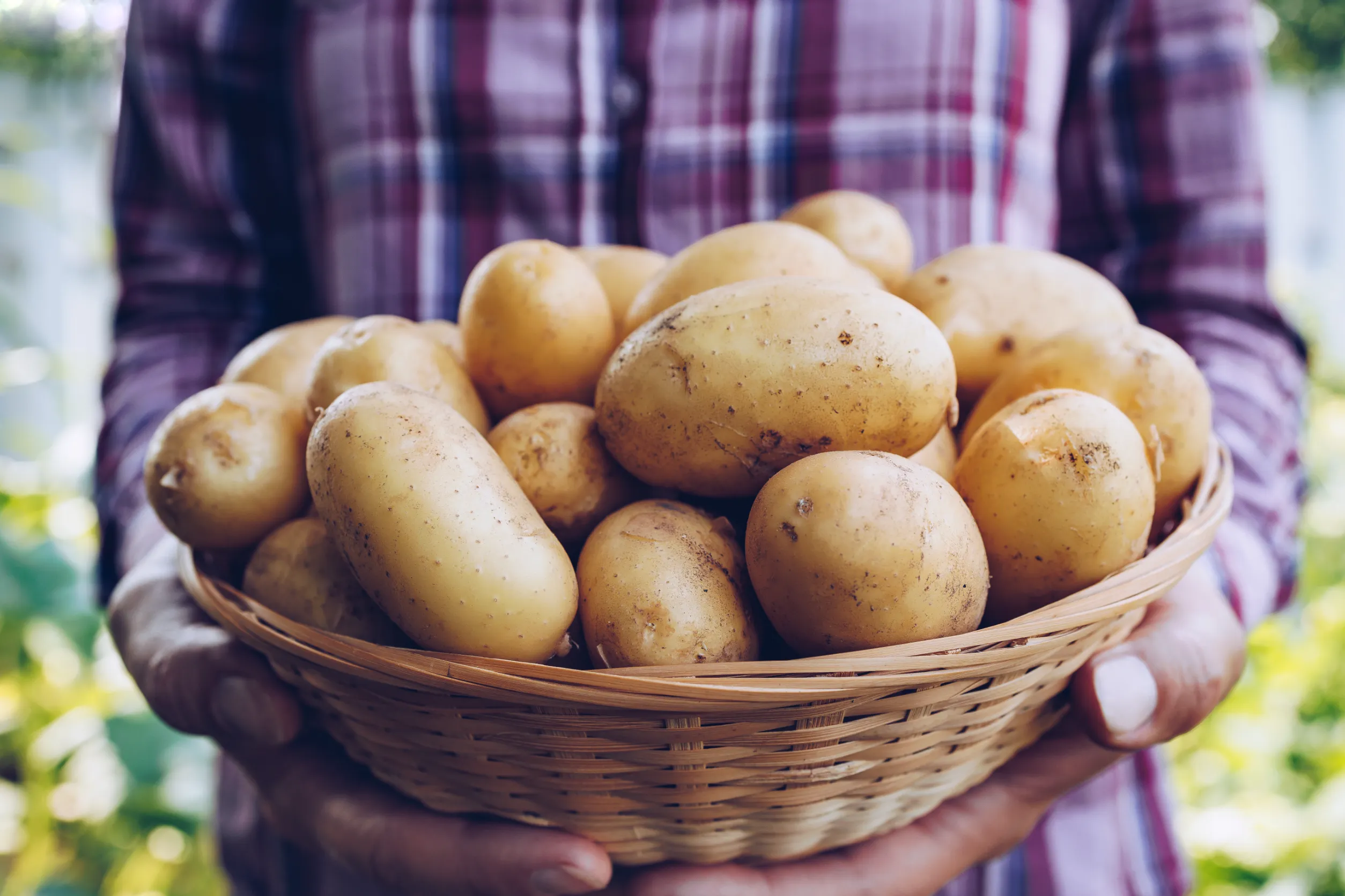 pommes de terre dans un panier