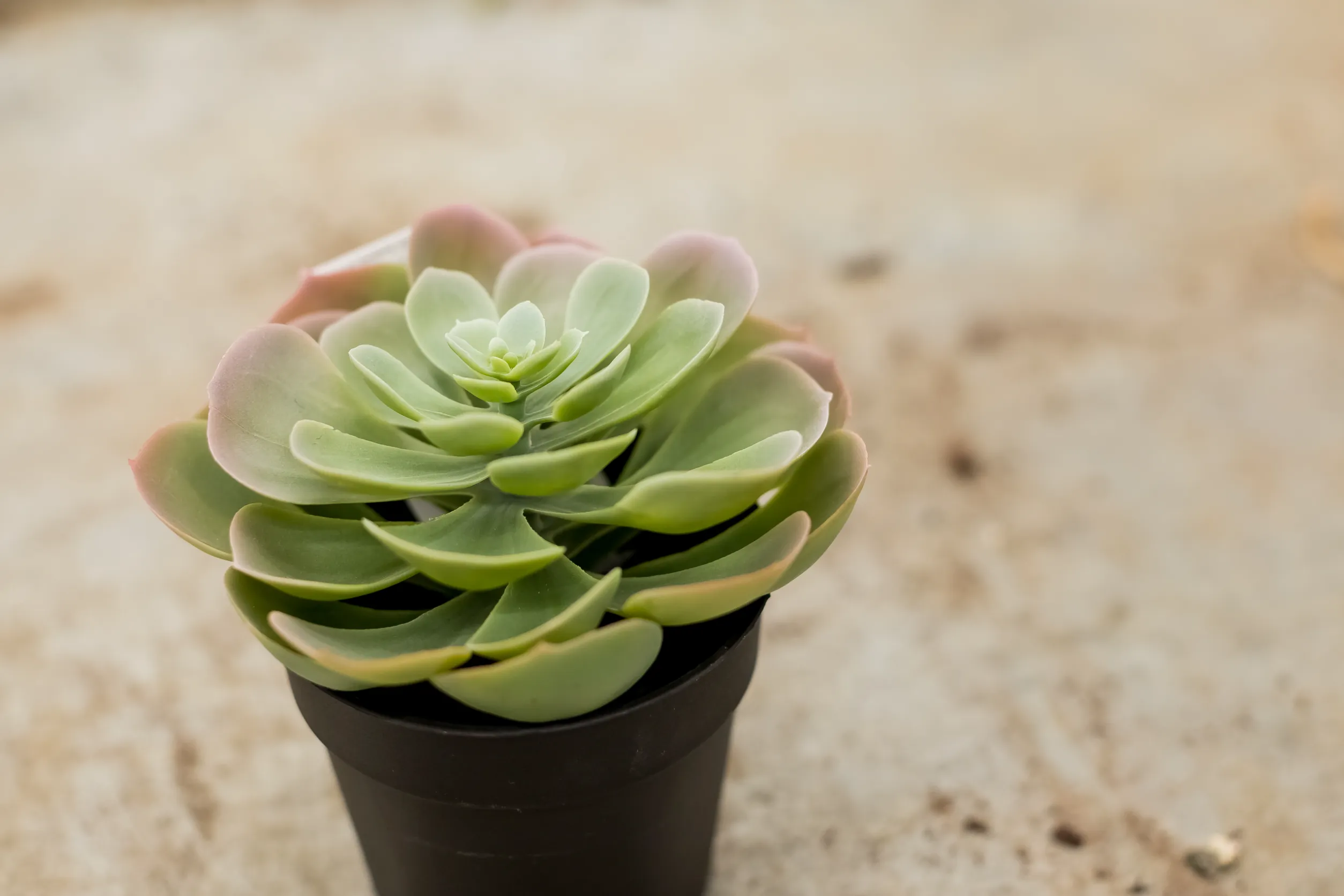 plante grasse pour le jardin