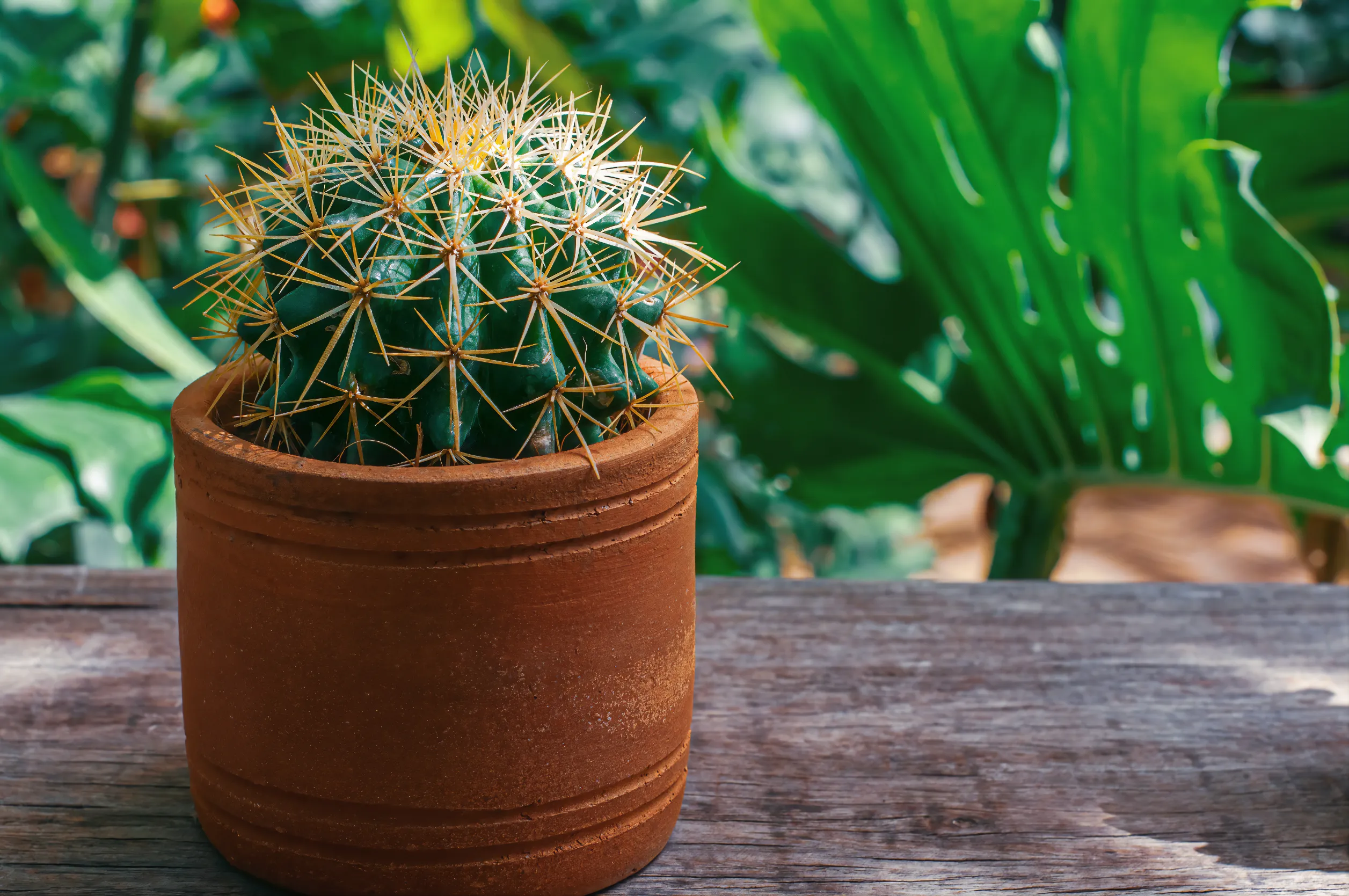 Cactus vert naturel mis en pot