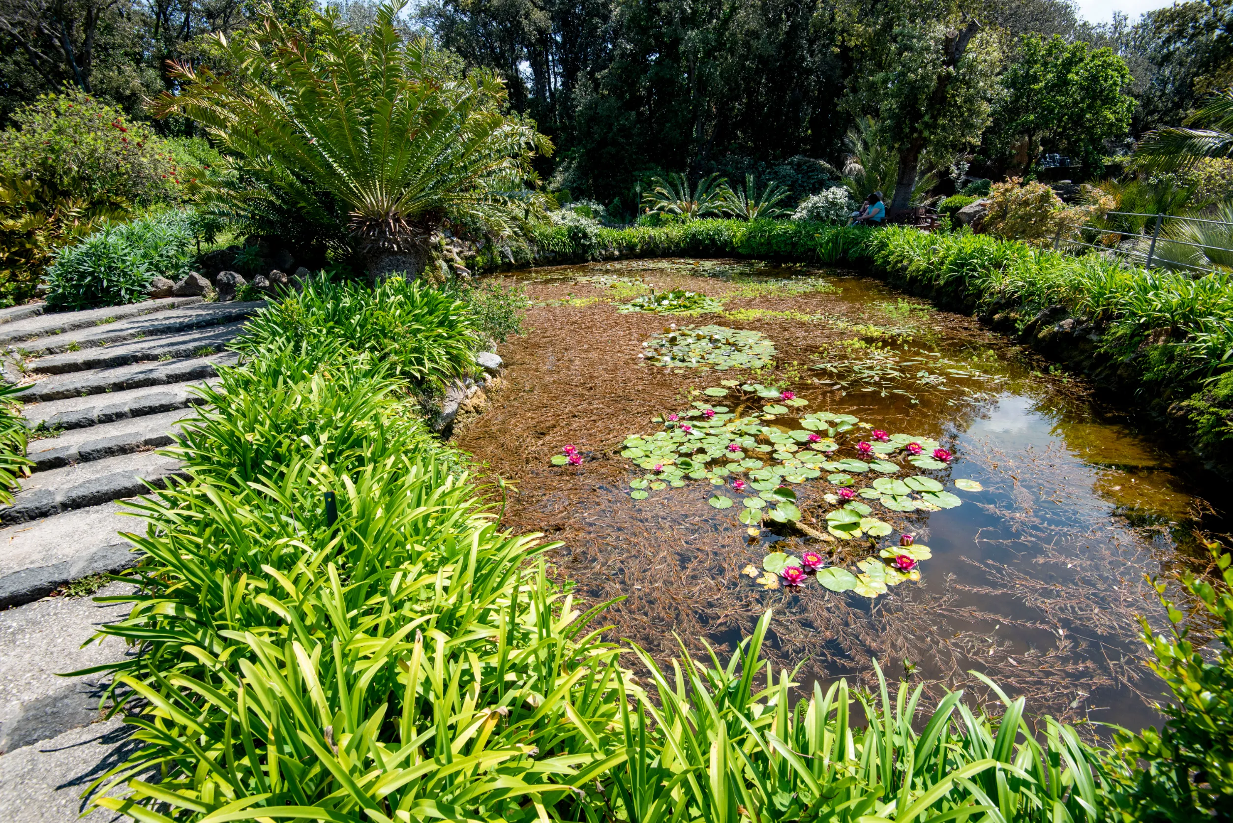 piscine naturelle