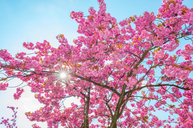 arbre de Judée