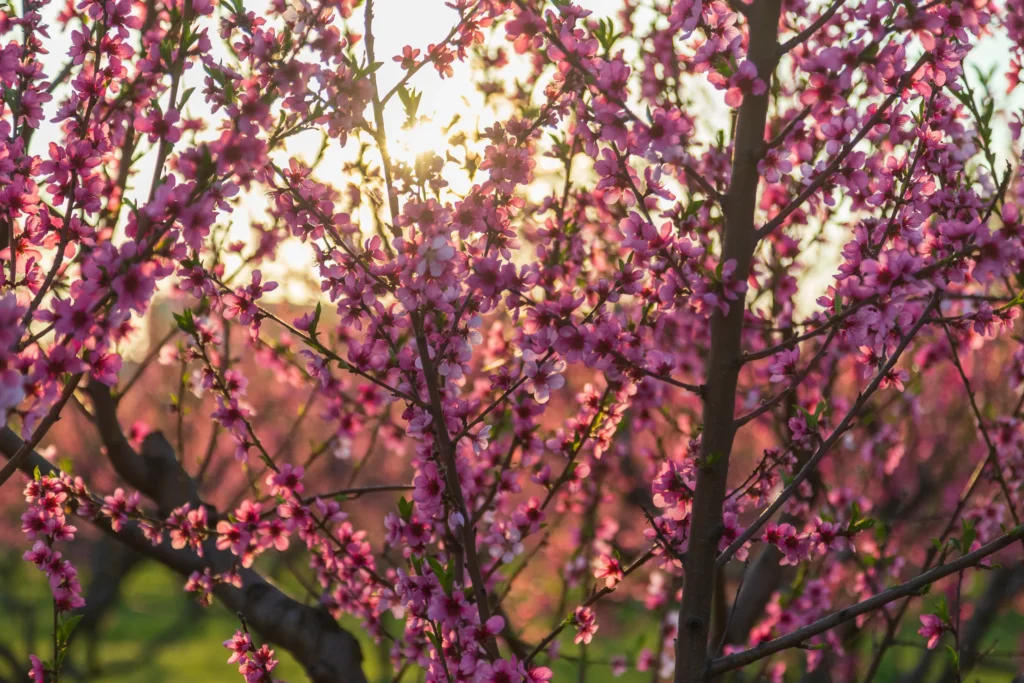 arbre de Judée dans un jardin