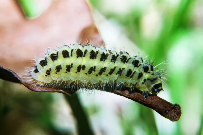 chenille dans une maison