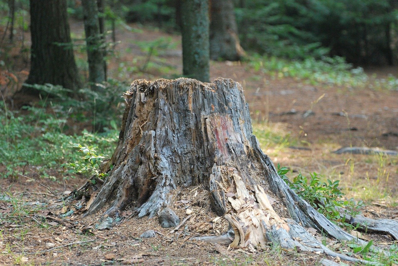 souche d'arbre au milieu du jardin