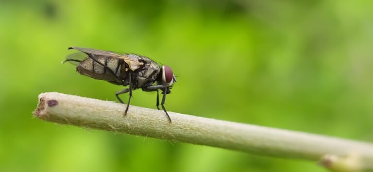 mouche dans une maison