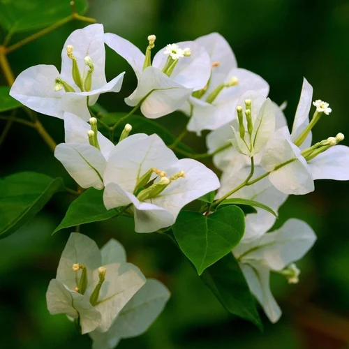 Bougainvillea glabra alba