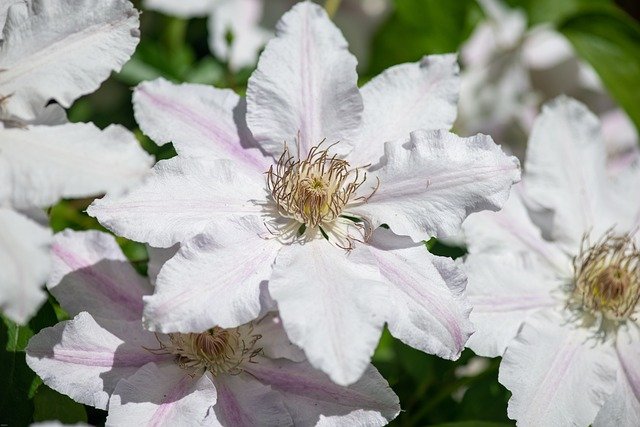 Clematis