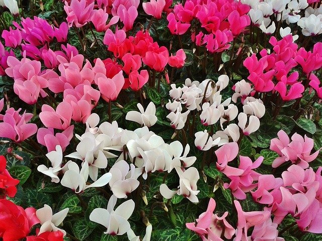 Cyclamen 