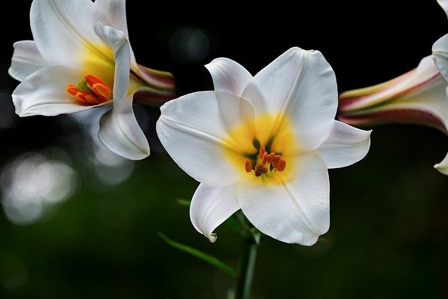 Lilium