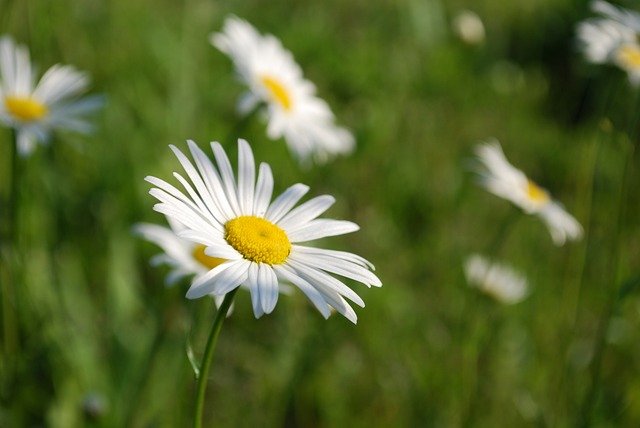 Leucanthemum vulgare