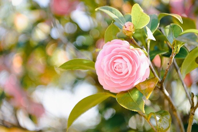 Camellia japonica