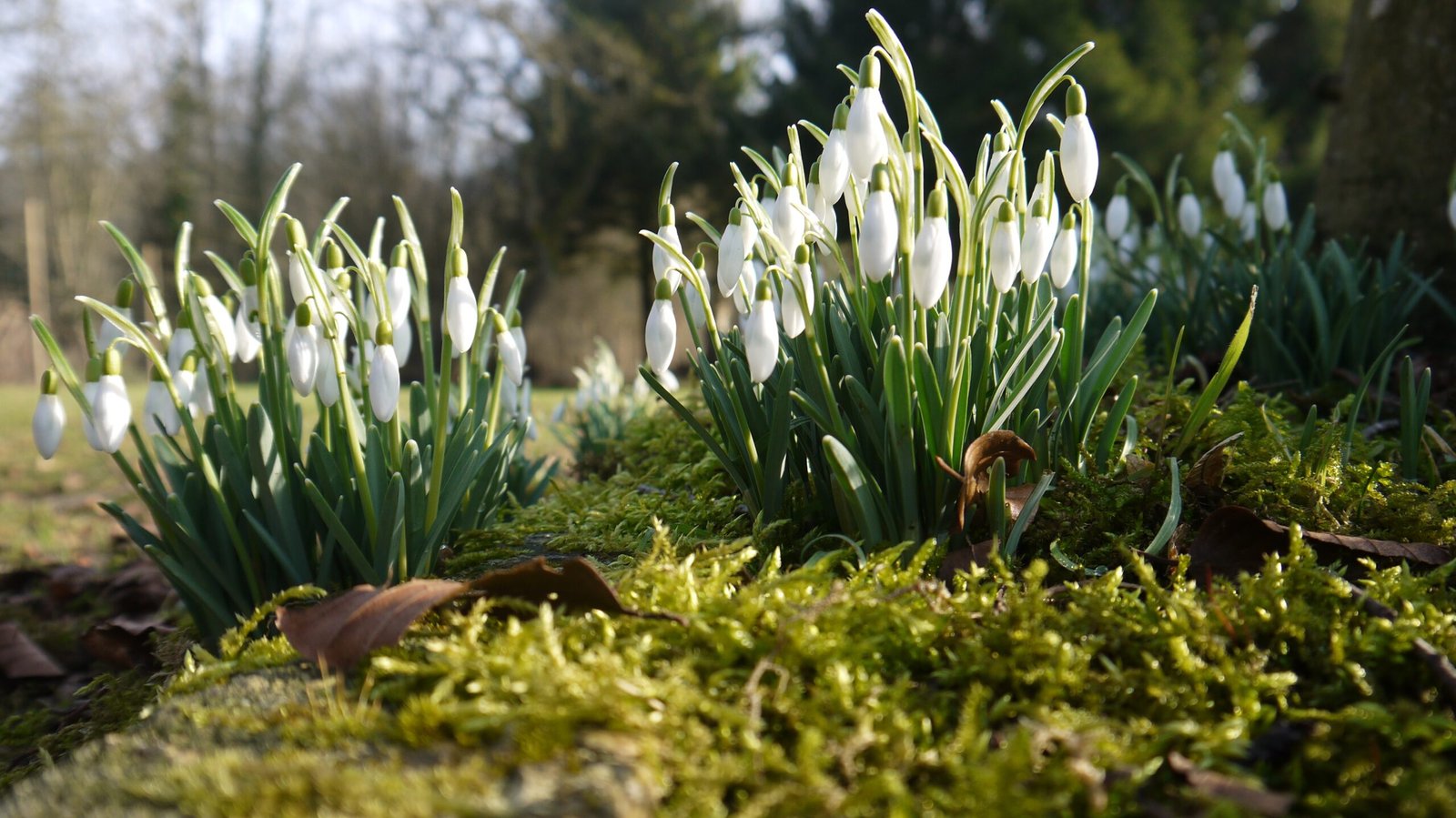 perce-neige fleur blanche