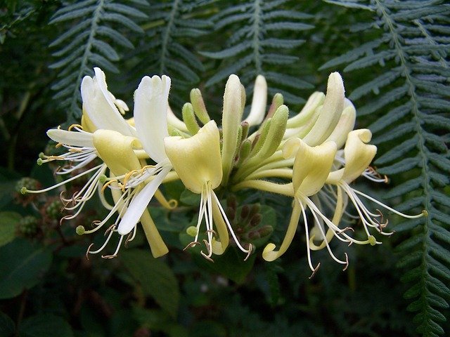 Lonicera