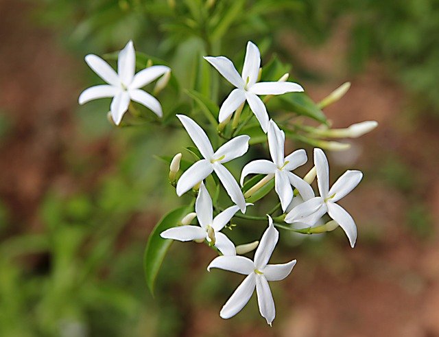 Jasminum