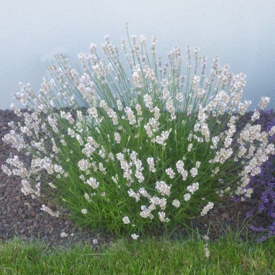 lavande à floraison blanche