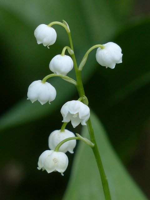 Convallaria majalis