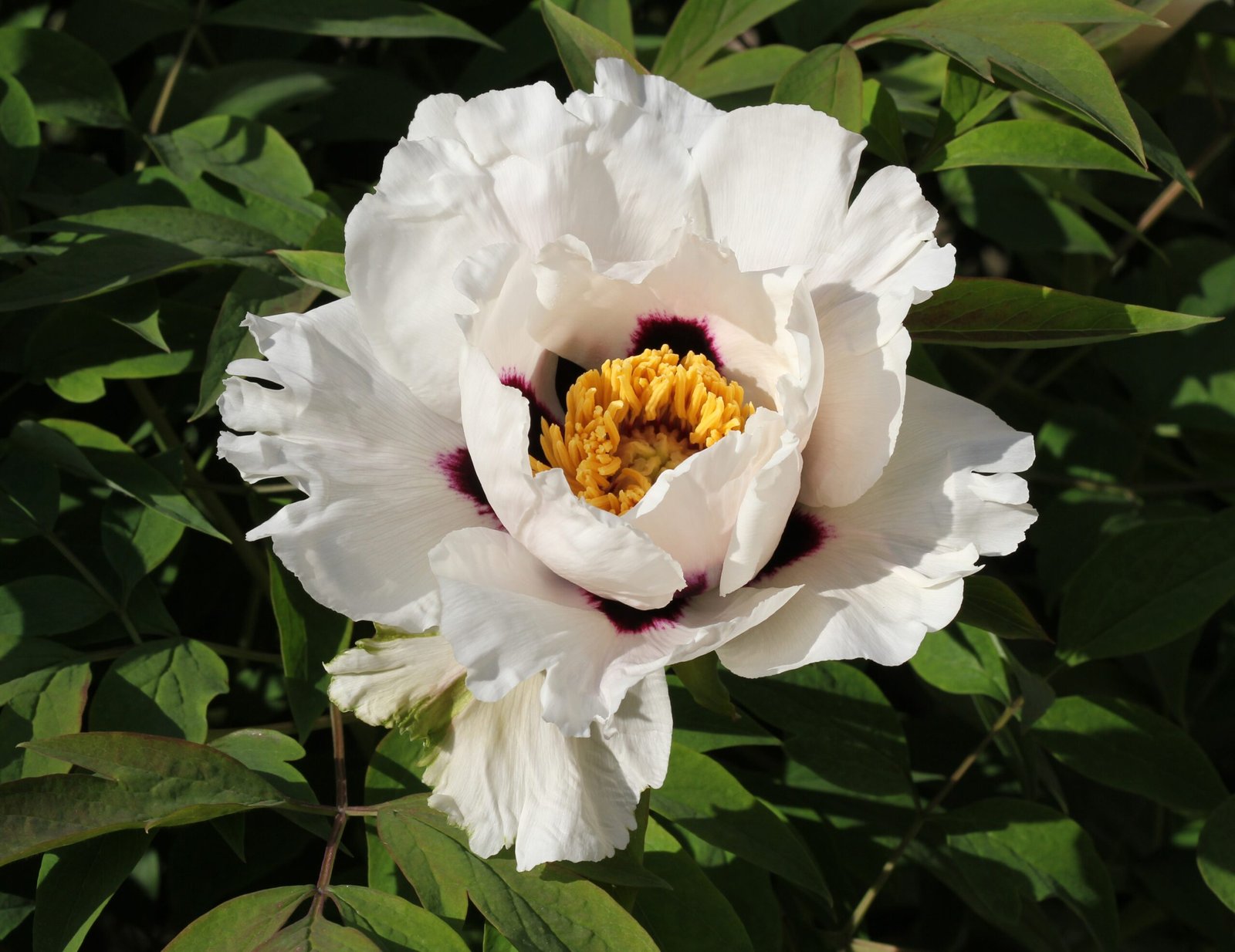 Paeonia fleur blanche