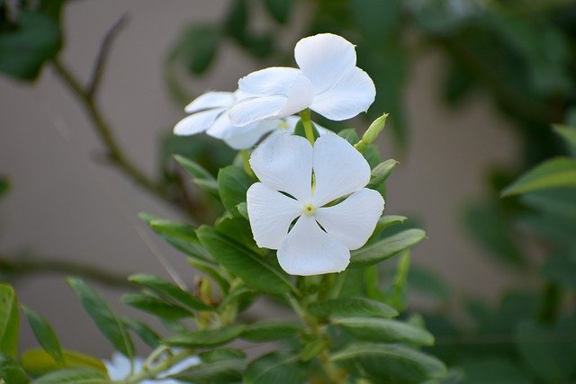 Catharanthus roseus